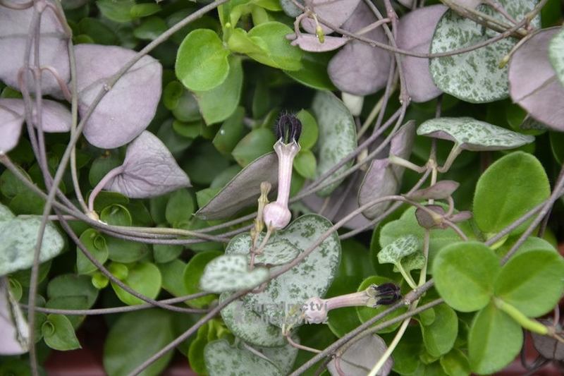 Ceropegia woodii ssp. woodii - svícník Ceropegia woodii ssp. woodii - svícník