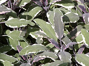 Šalvia - Salvia officinalis tricolor