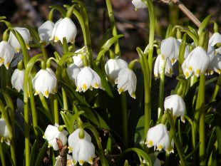 Leucojum vernum - bledula jarná