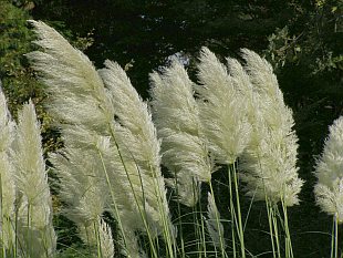 Cortaderia selloana - pampas dvoudomý