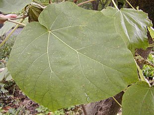 Paulownia tomentosa - paulovnie plstnatá