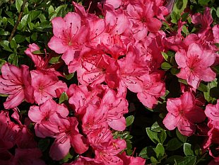 Rhododendron obtusum 'Anne Frank' - azalka japonská