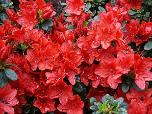 Rhododendron obtusum 'Fridoline' - azalka japonská