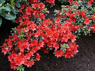 Rhododendron obtusum 'Fridoline' - azalka japonská