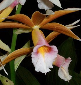 Phaius tankervilleae (orchidej)