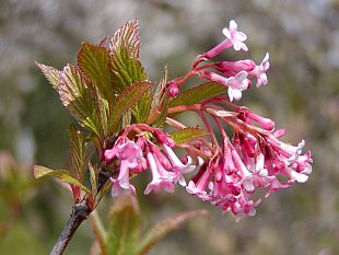 Viburnum fragrans - kalina vonná 