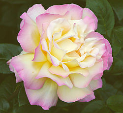 Rosa Gloria Dei - růže
