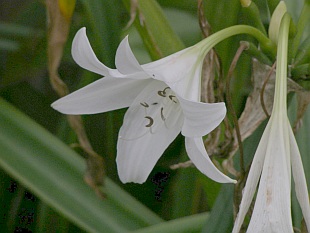 Crinum x powellii 'Album' - křín Powellův