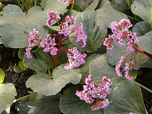 Náhrada trávníku - Bergenia