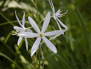 Anthericum liliago - bělozářka liliovitá