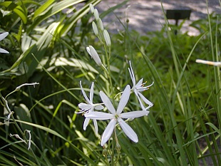 Anthericum liliago - bělozářka liliovitá