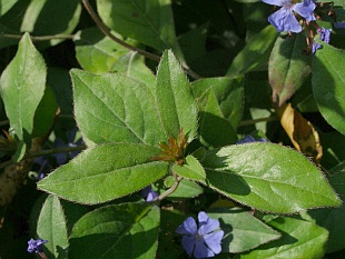 Ceratostigma plumbaginoides - olověnec Ceratostigma plumbaginoides - olověnec