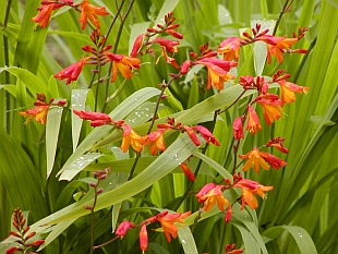 Crocosmia - montbrécie, křešina