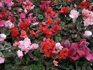Cyclamen persicum - brambořík perský 