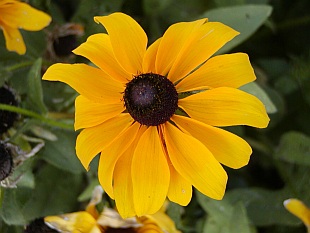 Rudbeckia fulgida 'Goldsturm' - třapatka zářivá
