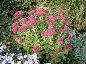 Hylotelephium telephium Herbstfreude Hylotelephium telephium Herbstfreude