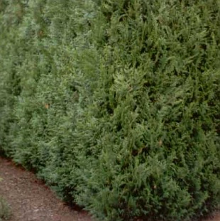 Thuja plicata 'Dura' - zerav řasnatý Thuja plicata 'Dura' - zerav řasnatý