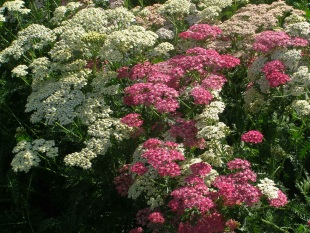 Trvalky: Achillea - řebříček