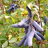 Decaisnea fargesii