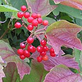 Viburnum opulus - kalina