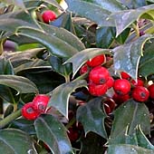 Ilex ´Washington´ - cesmína