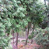 Zerav - semenáč 15 roků Zerav - semenáč 15 roků