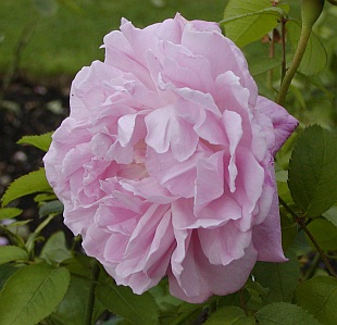 Rosa 'Mary Rose' -  růže [Austinovy 'anglické růže']