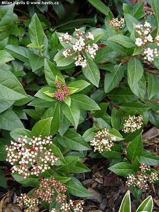 Viburnum tinus 'Eve Price' - kalina modroplodá