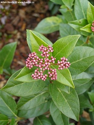 Viburnum tinus 'Eve Price' - kalina modroplodá