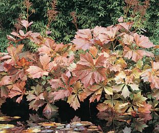 Rodgersia podophylla - rodgerzie znožená (READERS DIGEST VÝBĚR) Rodgersia podophylla - rodgerzie znožená (READERS DIGEST VÝBĚR)