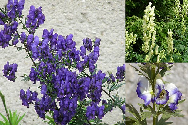 Aconitum - oměj