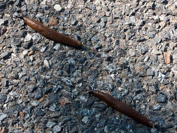 Rostlinolékař - jak bojovat proti plžům