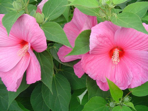 Hibiscus moscheutos - ibišek bahenní (PROVOBIS)