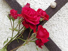 Rosa 'Sympathie'