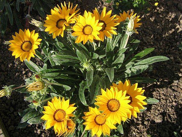 Gazania splendens - gazánie zářivá