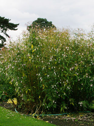 Neofyty - rostliny, které vytlačí všechny ostatní: Impatiens glandulifera - netýkavka žláznatá