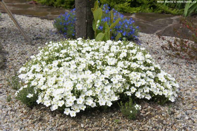 Arenaria montana - písečnice horská Arenaria montana - písečnice horská