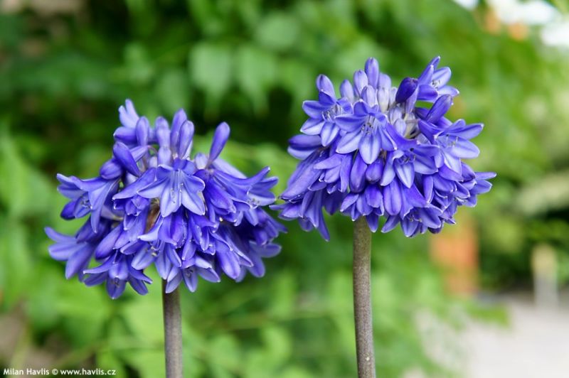 Agapanthus 'Blue Vonder' - kalokvět Agapanthus 'Blue Vonder' - kalokvět