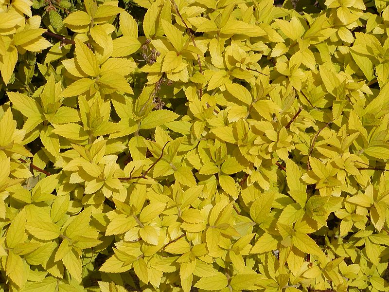 Spiraea x bumalda Goldflame (gold flame spirea) 
Click - close the window