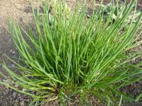Pažitka pobřežní (Allium schoenoprasum)