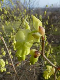 Lískovníček čínský x Spring Purple - květ (Corylopsis sinensis)