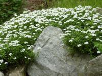 Štěničník vždyzelený (Iberis sempervirens)