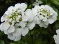 Štěničník vždyzelený - květ (Iberis sempervirens)