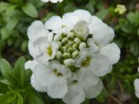 Štěničník vždyzelený - květ (Iberis sempervirens)