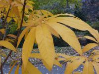 Jírovec japonský (Aesculus turbinata)