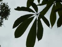 Jírovec japonský - list (Aesculus turbinata)