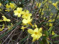 Jasmín nahokvětý - květ (Jasminum nudiflorum)