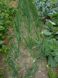 Cibule (Allium cepa)
