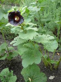 Proskurník topolovka černá x Nigra (Alcea rosea)