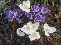 Krokus (Crocus)